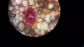 /album/fotos-microscopio/a11295647-10152991622141696-1554387463398929159-n-1-jpg/